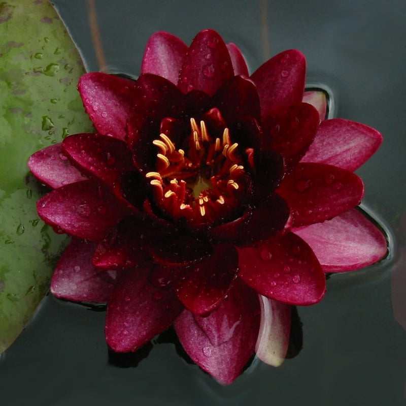 Almost Black | Nymphaea | Water Lily
