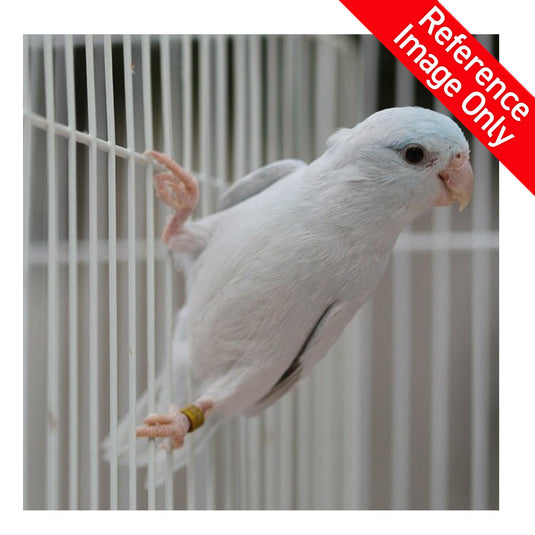 Hand Fed Pacific Parrotlet/Mutation - Forpus coelestis