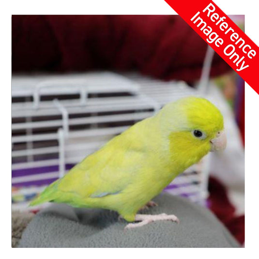 Hand Fed Pacific Parrotlet/Mutation - Forpus coelestis