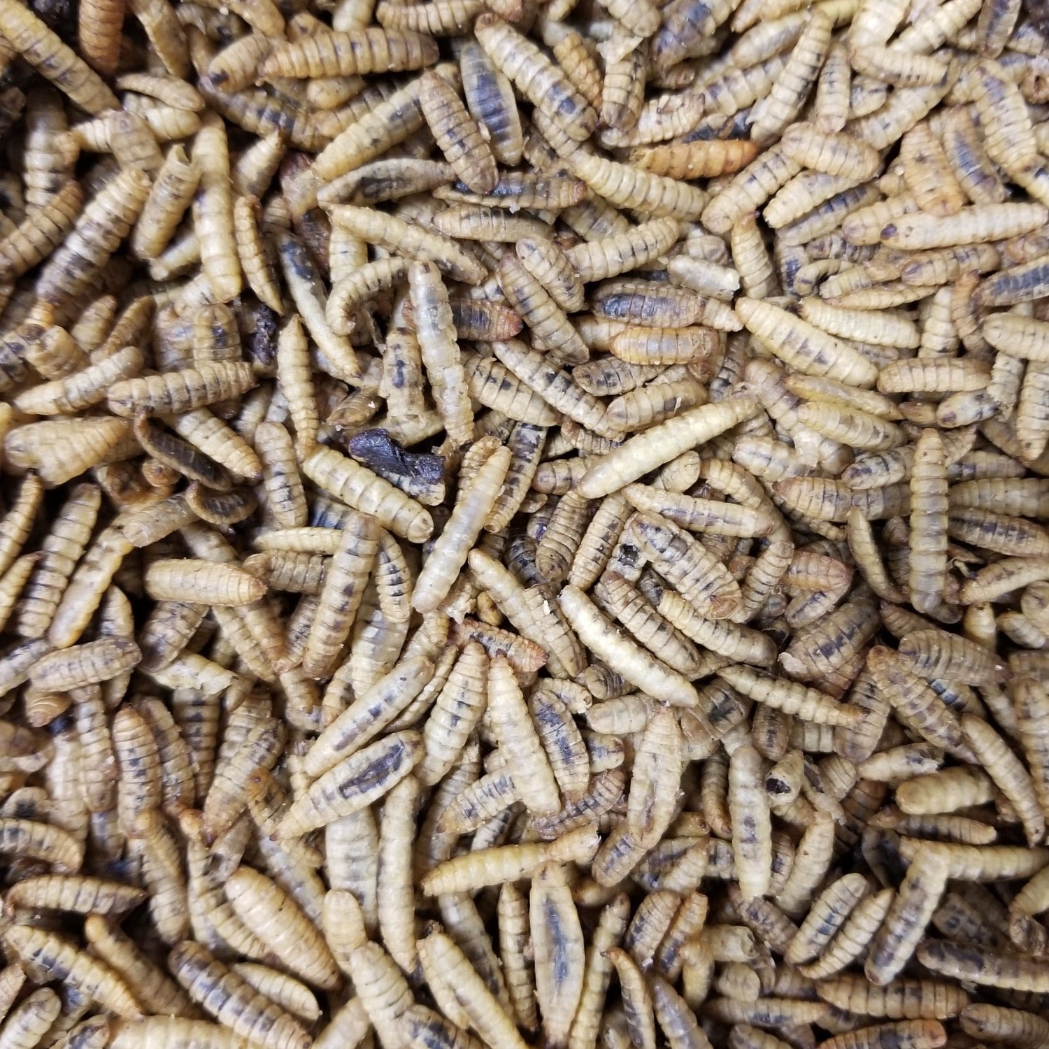 Dried Black Soldier Fly Larvae - For Bird/Reptile/Small Pet – Exotic ...