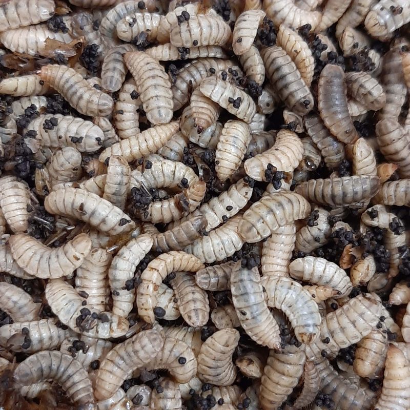 Live Black Soldier Fly Larvae - 