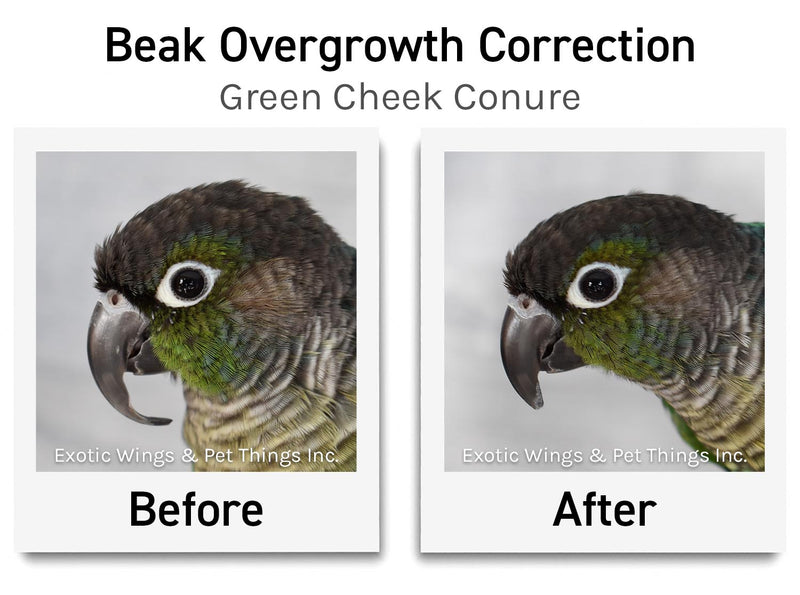 Bird Grooming Appointments
