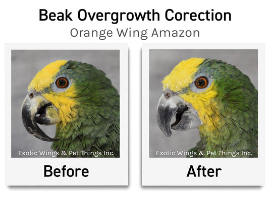 Bird grooming shop best sale