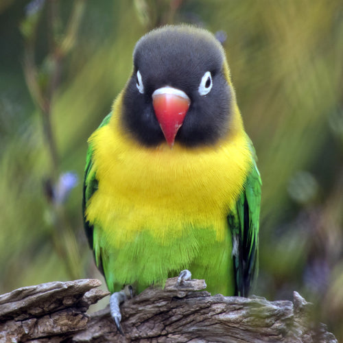 Hand Fed Black-Masked Lovebird - Agapornis personatus