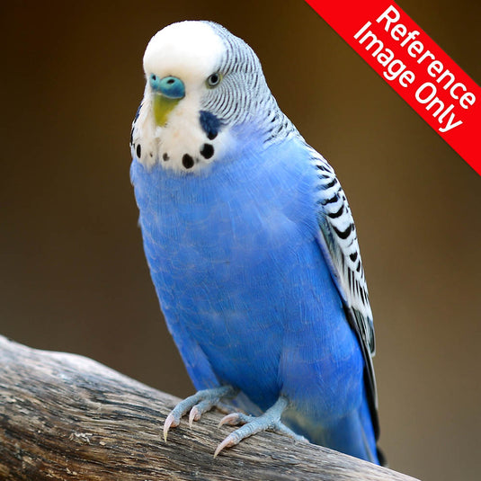 Hand Fed Budgie Parakeet - Melopsittacus undulatus