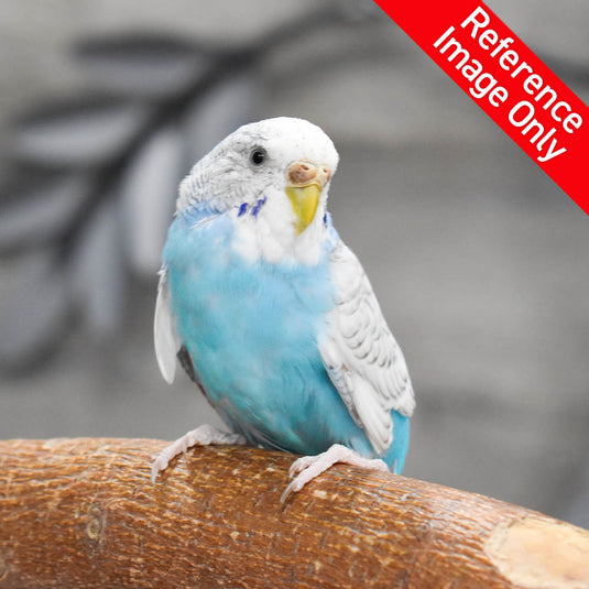 Hand Fed Budgie Parakeet - Melopsittacus undulatus