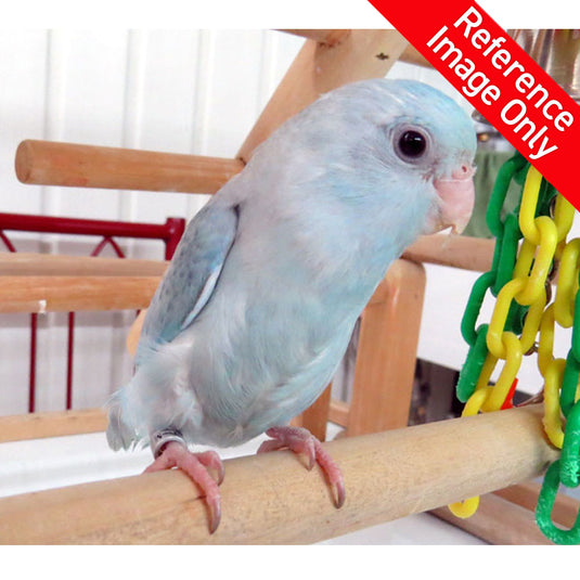 Hand Fed Pacific Parrotlet/Mutation - Forpus coelestis