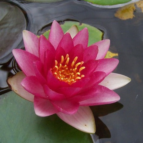 Rembrandt | Nymphaea | Water Lily
