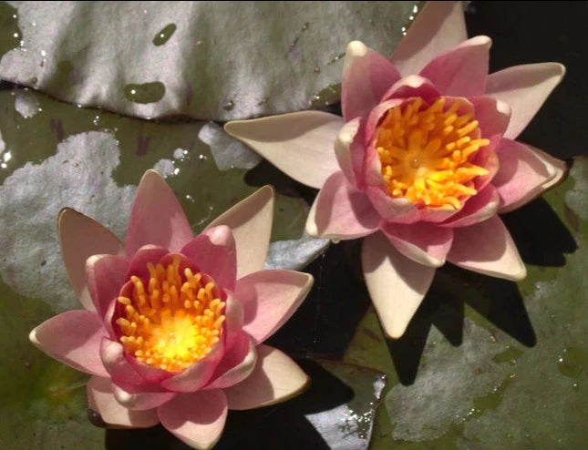 Comanche | Nymphaea | Water Lily
