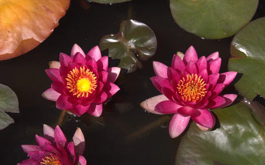 Rembrandt | Nymphaea | Water Lily