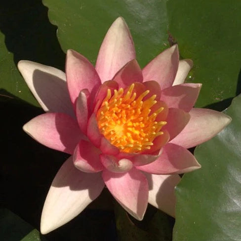 Comanche | Nymphaea | Water Lily
