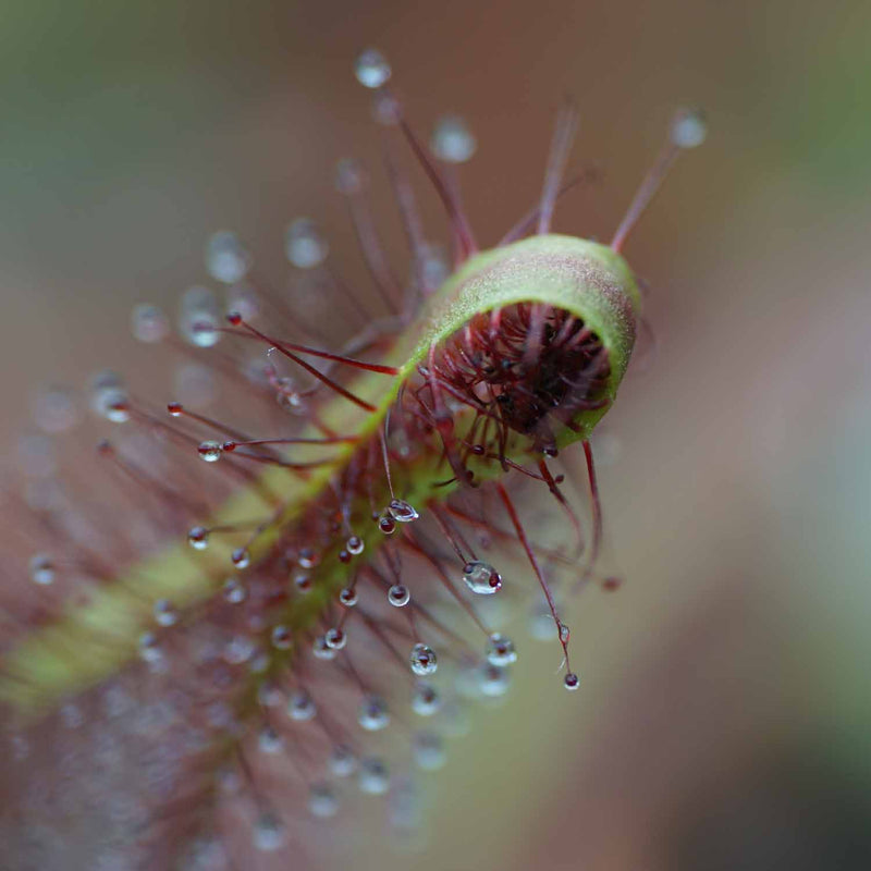 Cape Sundew
