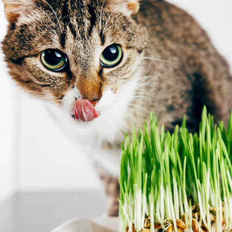 Catit Cat Grass - 85 g (3 oz)
