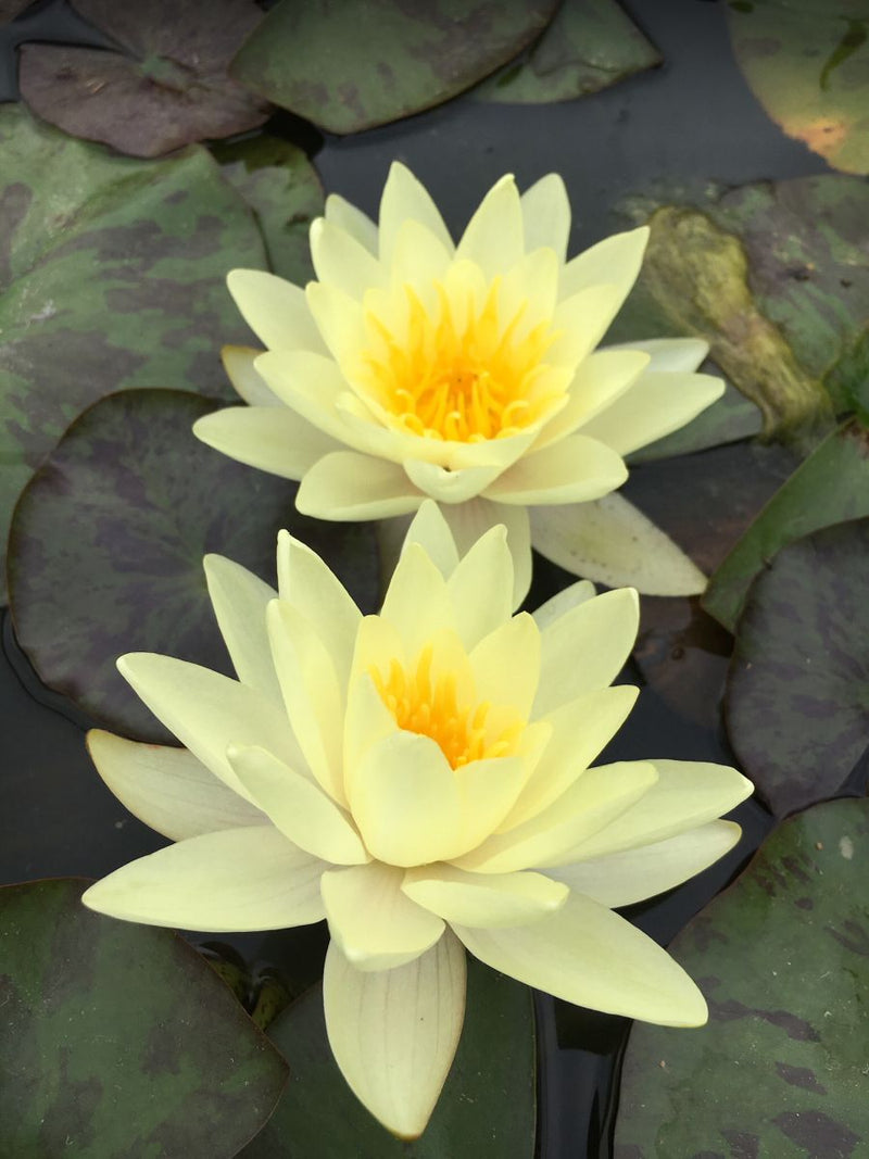 Marliacea Chromatella | Nymphaea | Water Lily
