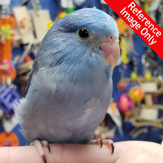 Hand Fed Pacific Parrotlet/Mutation - Forpus coelestis