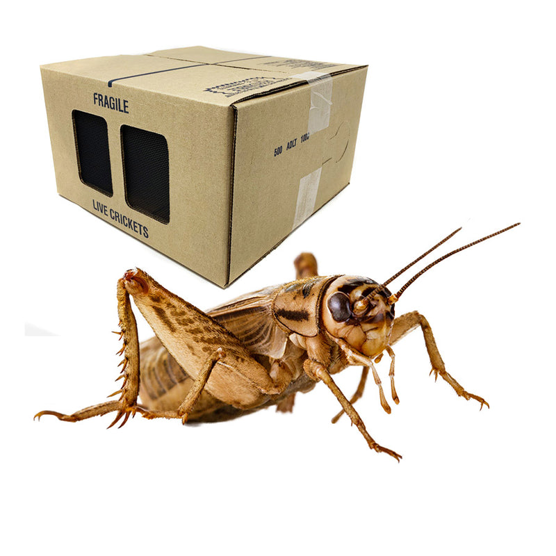 Live Feeder Crickets For Reptiles / Softbills / Fish / Finch - Acheta domesticus - Local Pickup Only
