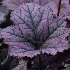 Frost Violet | Coral Bells 1 Gal