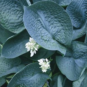 Abiqua Drinking Gourd | Specialty Hosta 1 Gal
