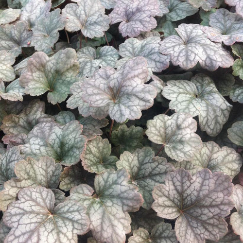 Pewter Moon | Coral Bells 1 Gal