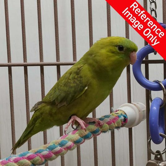 Hand Fed Lineolated Parakeet/Mutation - Bolborhynchus lineola