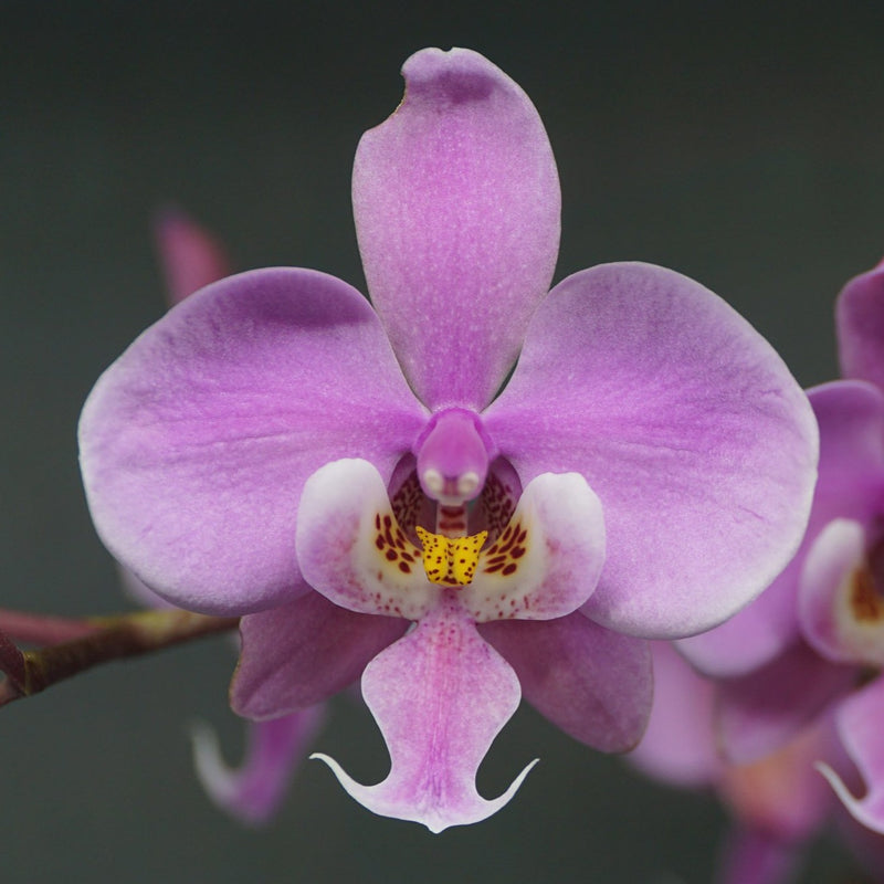 Phalaenopsis schilleriana Orchid
