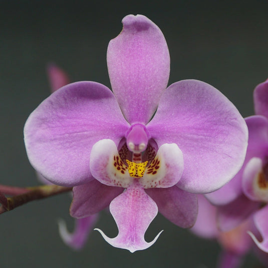 Phalaenopsis schilleriana Orchid