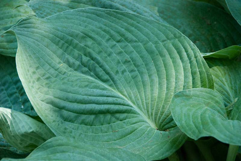 Blue Angel | Specialty Hosta 1 Gal
