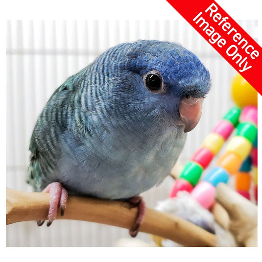 Hand Fed Lineolated Parakeet/Mutation - Bolborhynchus lineola