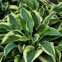 Bobcat Hosta | Novelty Hosta 1 Gal
