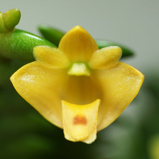 Dendrobium leonis Orchid