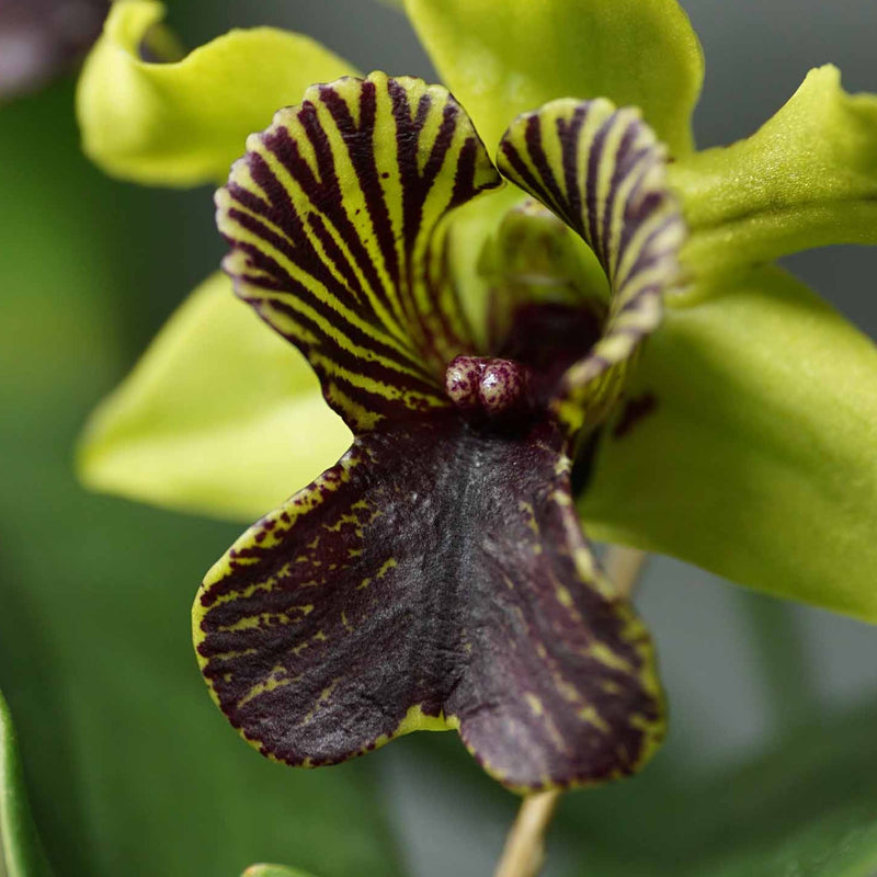 Dendrobium 'Green Flash' (Dendrobium Andree Millar x Dendrobium convolutum) Orchid
