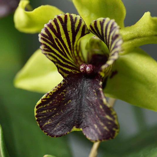 Dendrobium 'Green Flash' (Dendrobium Andree Millar x Dendrobium convolutum) Orchid