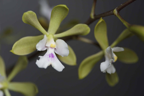 Epi.Maybel Kanda x Enc. Cordigera var. alba Orchid