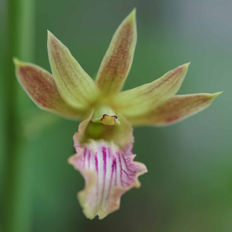 Eulophia keithii x quartiniana 'anne' HCC/AOS Orchid
