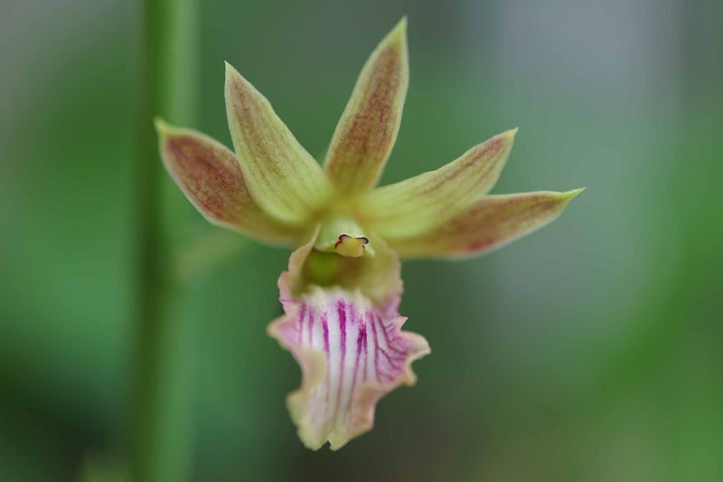 Eulophia keithii x quartiniana 'anne' HCC/AOS Orchid
