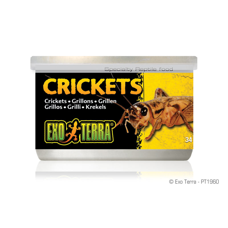 Exo Terra Reptile Crickets
