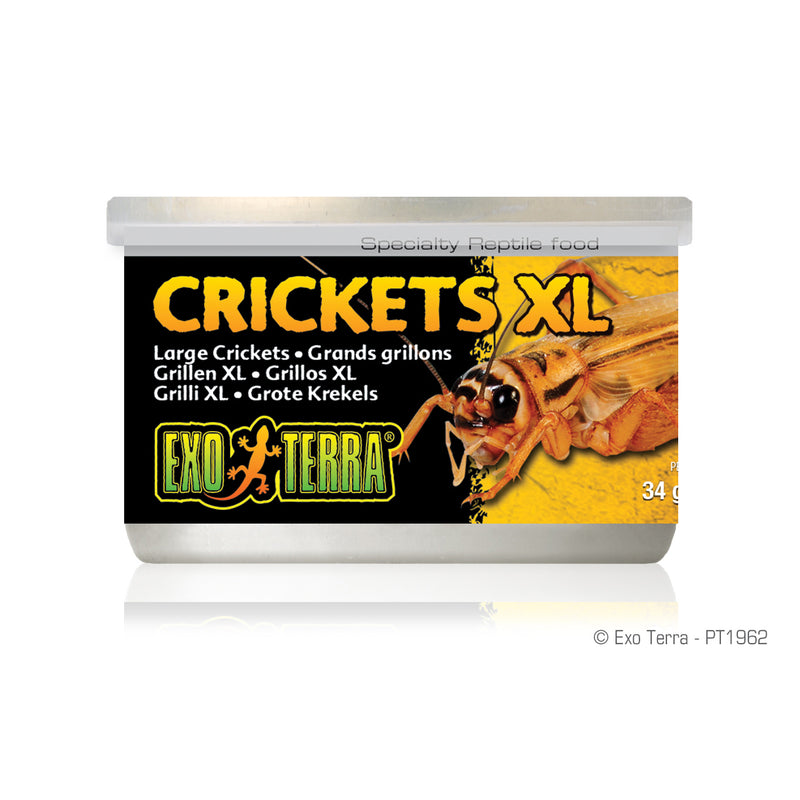 Exo Terra Reptile Crickets - XL
