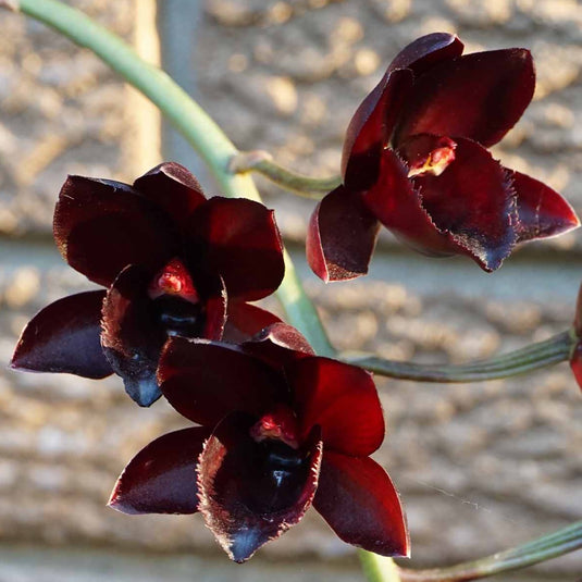 Fredclarkeara After Dark 'SVO Black Pearl' FCC/AOS Orchid