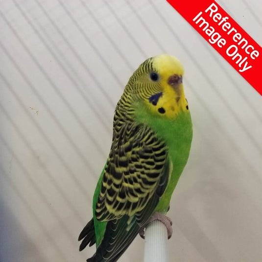 Hand Fed Budgie Parakeet - Melopsittacus undulatus