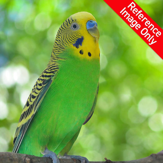 Hand Fed Budgie Parakeet - Melopsittacus undulatus