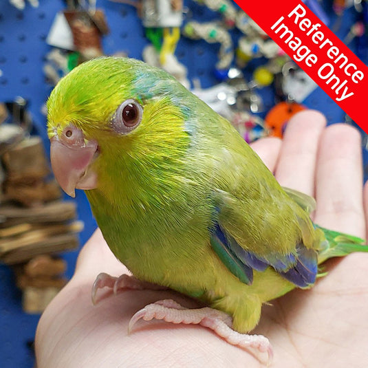 Hand Fed Pacific Parrotlet/Mutation - Forpus coelestis