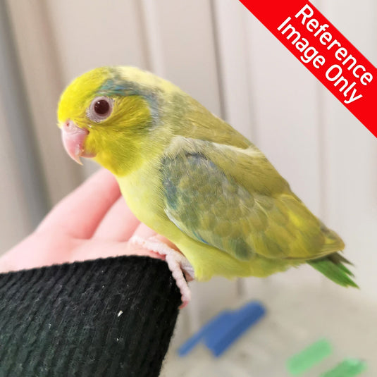 Hand Fed Pacific Parrotlet/Mutation - Forpus coelestis