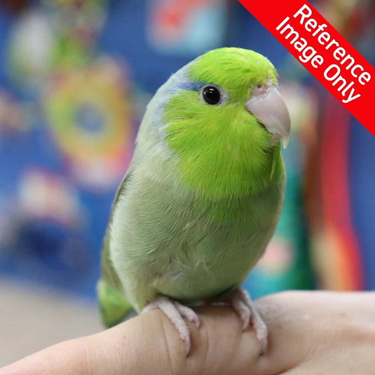 Hand Fed Pacific Parrotlet/Mutation - Forpus coelestis