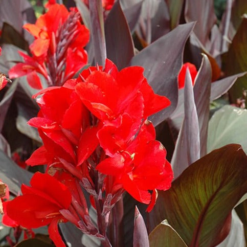 Cannova 'Bronze Scarlet' | Canna Lily | Tropical Plant
