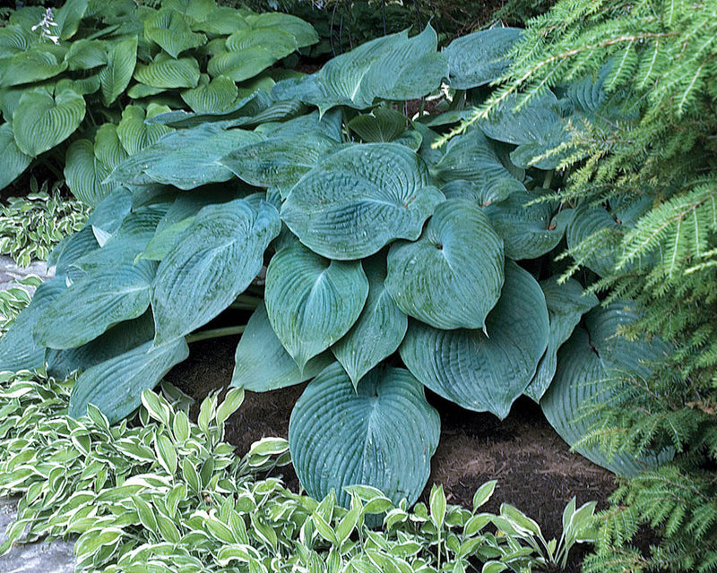 Blue Angel | Specialty Hosta 1 Gal
