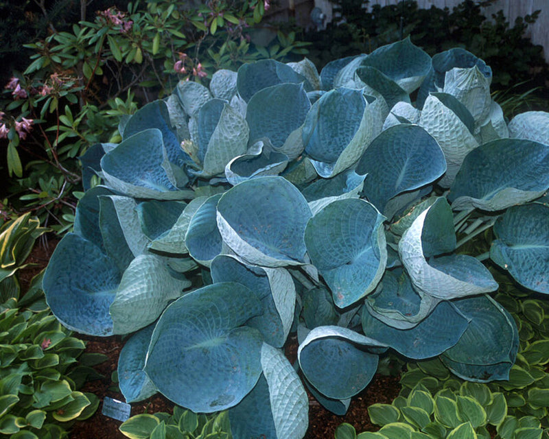 Abiqua Drinking Gourd | Specialty Hosta 1 Gal
