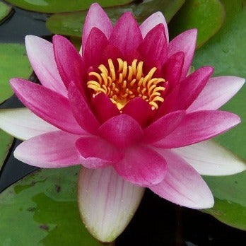 Sultan | Nymphaea | Water Lily