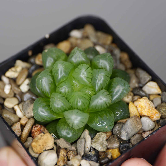 Haworthia cooperi 'Truncata' (Glass top Haworthia)