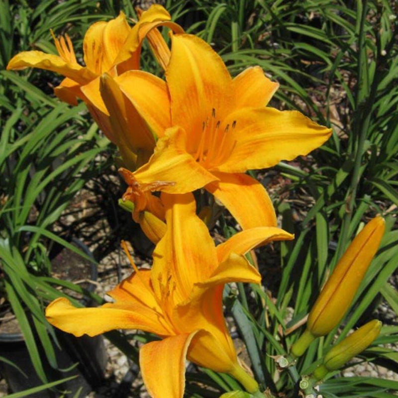 Daylily | Hemerocallis fulva | 1 Gal - Local Pickup Only
