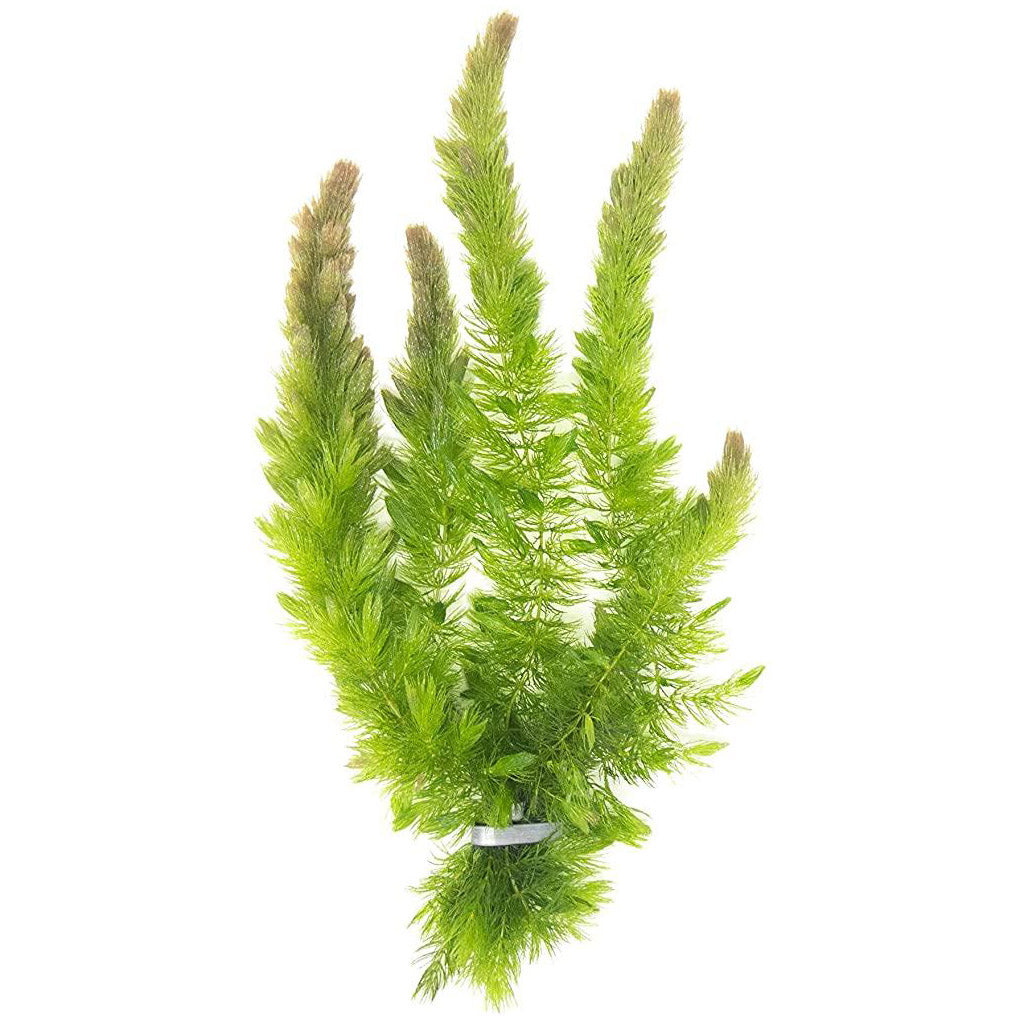 Hornwort - Oxygenating Pond Plant For Sale in Southwestern Ontario ...